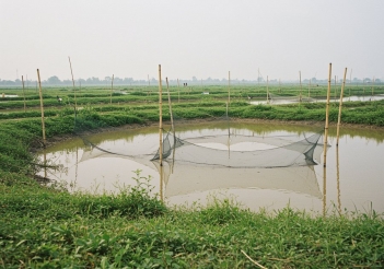 Thời gian nuôi cá rô phi bao lâu thu hoạch để đạt sản lượng tối ưu?