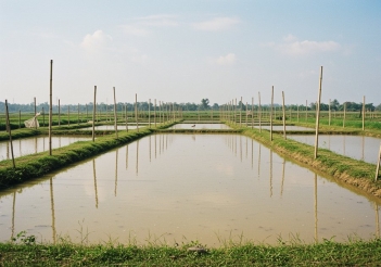 Chi phí nuôi cá rô phi đơn tính bao gồm những khoản nào?