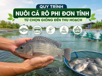 Cá rô phi đơn tính là gì và sinh sản như thế nào