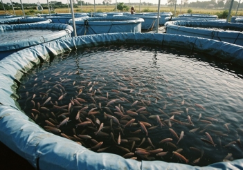 Nuôi cá rô phi trong be lót bạt có lời nhiều không? - Báo Thương Gia