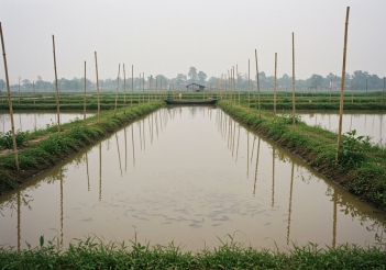 Nuôi cá rô phi trong be xi măng có lợi ích gì so với nuôi ao đất?