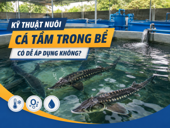 Kỹ thuật nuôi cá tầm trong bể