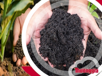 Ưu nhược điểm của phân bón hữu cơ khoáng là gì?