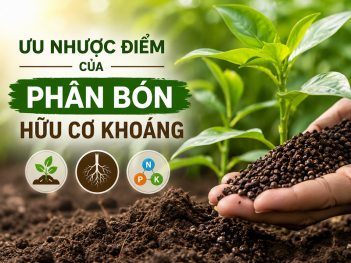 Ưu nhược điểm của phân bón hữu cơ khoáng