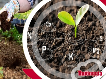 Phân bón hữu cơ vi sinh là gì và có tác dụng thế nào?