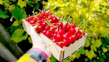 Quả cherry bao nhiêu tiền 1kg và thời điểm nào mua rẻ nhất?
