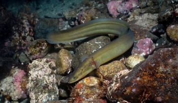 Quy trình nuôi cá chình từ khâu chọn giống đến thu hoạch - Báo Thương Gia