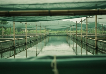 Quy trình nuôi cá rô đầu nhím từ A đến Z cho người mới bắt đầu