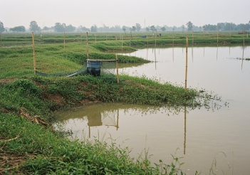 Quy trình nuôi cá rô phi đơn tính chuẩn từ chọn giống đến thu hoạch