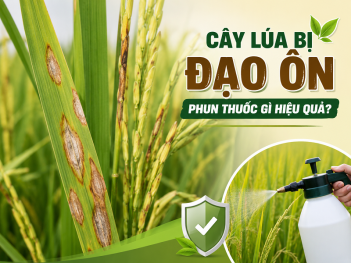 Cây lúa bị đạo ôn phun thuốc gì hiệu quả