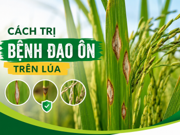 Cách trị bệnh đạo ôn trên lúa giúp hạn chế lây lan
