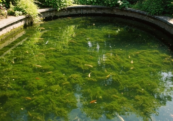 Xử lý rêu hồ cá ngoài trời hiệu quả không làm hại cá - Báo Thương Gia