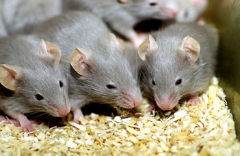 Tìm hiểu về thói quen của chuột