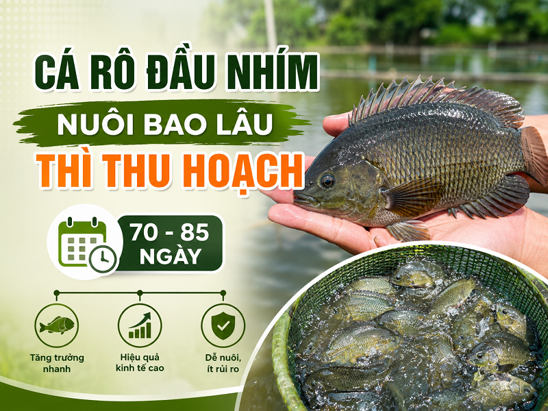 Cá rô đầu nhím nuôi bao lâu thì thu hoạch được