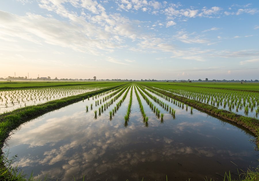 cá rô đồng bao nhiêu calo