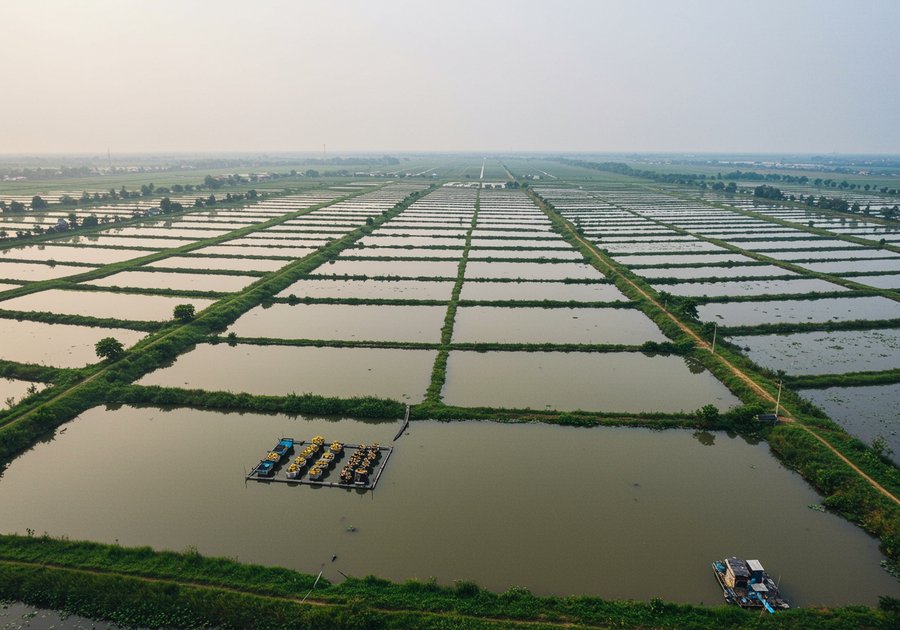 mật độ nuôi cá rô phi đơn tính