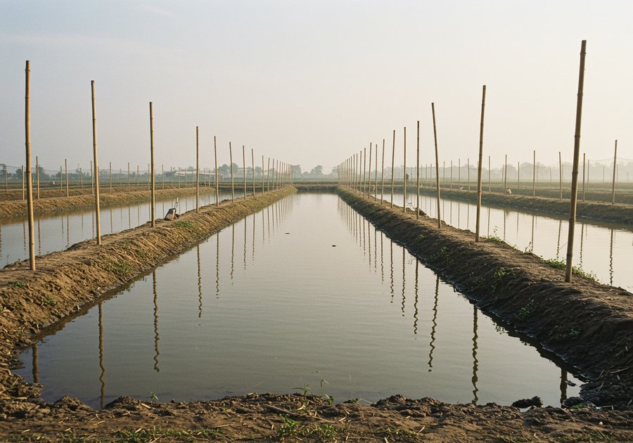 cá rô phi có độc không