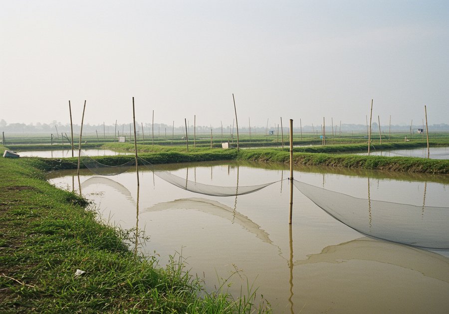 cá rô phi sống ở đâu