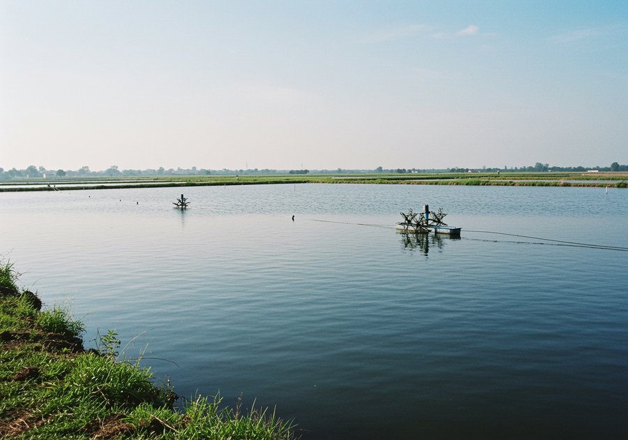 kỹ thuật nuôi tôm thẻ chân trắng
