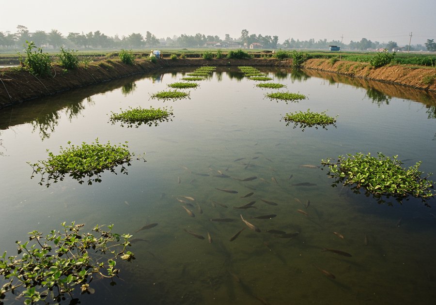 mật độ thả cá rô đầu nhím