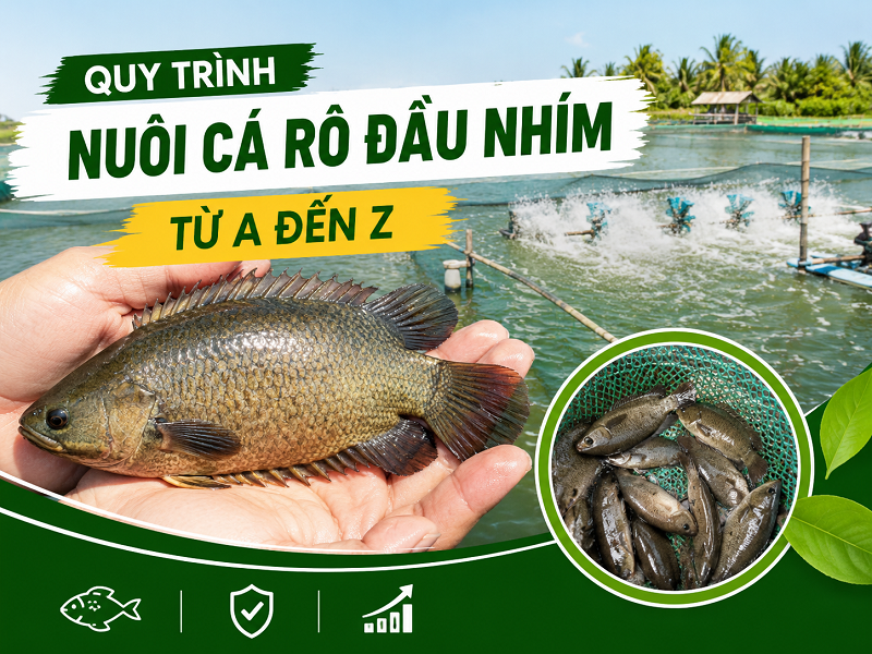 Quy trình nuôi cá rô đầu nhím từ A đến Z