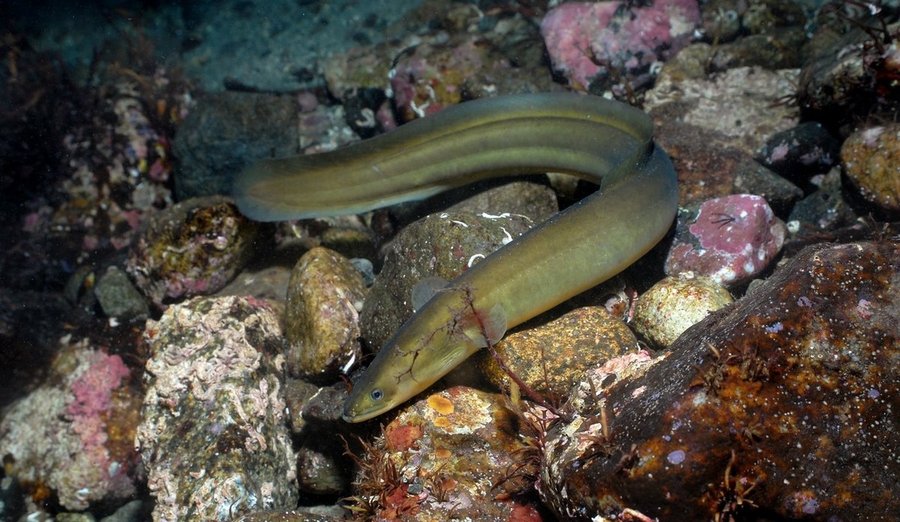 quy trình nuôi cá chình