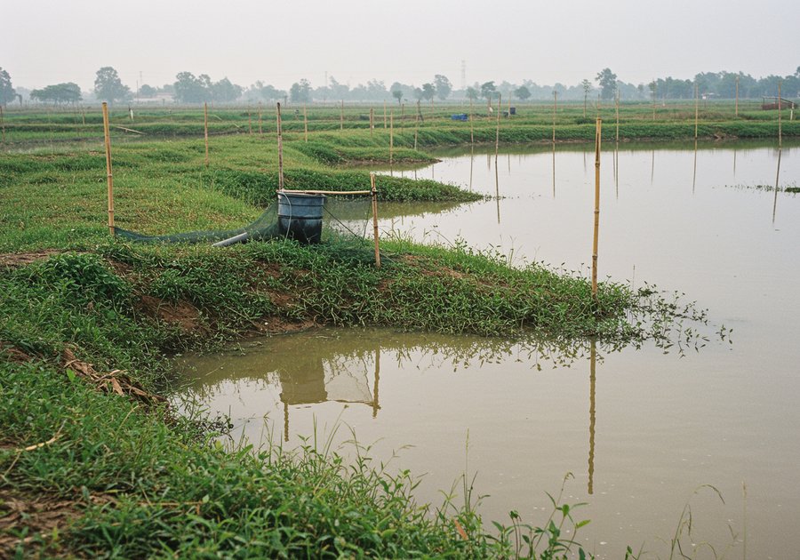 quy trình nuôi cá rô phi đơn tính