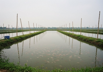 Cá rô có mấy loại? Đặc điểm, môi trường sống và giá trị dinh dưỡng - Báo Thương Gia